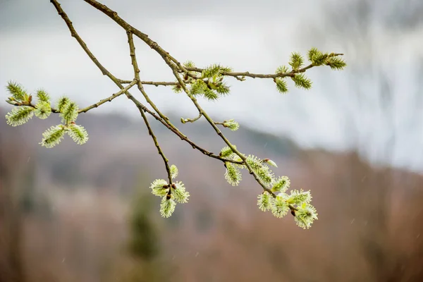 Detail Samčího Vrbového Kocoura Lese — Stock fotografie