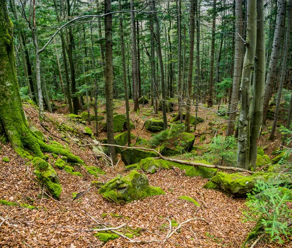 Krajobraz Lasu Ukraińskich Karpatach Park Narodowy Skolivski Beskidy Obwód Lwowski — Zdjęcie stockowe