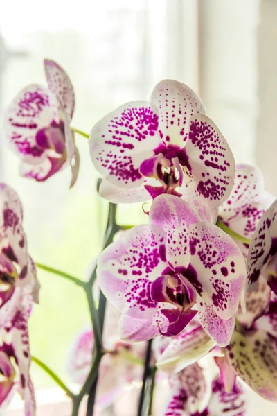 Close Uma Flor Flor Orquídea Florescente Phalaenopsis — Fotografia de Stock