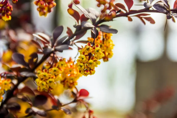 바베리 Berberis Thunbergii 꽃피는 관목을 가까이 — 스톡 사진