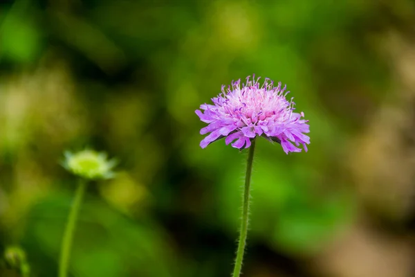 Nahaufnahme Eines Blühenden Kopfes Der Feldkrätze Knautia Arvensis — Stockfoto