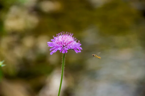 野生の花の頭近くのドローンフライ Eristalis Tenax のクローズアップ Knautia Arvensis — ストック写真