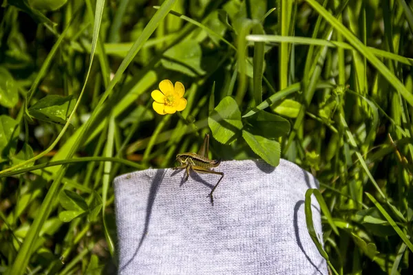 Close Gafanhoto Verde Grama Prado Flor Amarela Buttercup Rastejante Ranunculus — Fotografia de Stock