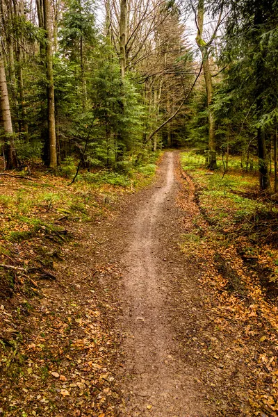 Skogsväg Och Landskap Karpaterna Nationalpark Skolivski Beskidy Lviv Region Västra — Stockfoto