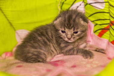 Yeni doğmuş şirin gri kedi yavrusunun yakın çekimi.
