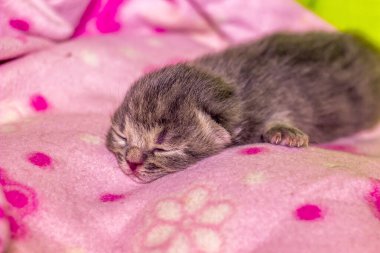 Pembe battaniyenin üzerinde uyuyan yeni doğmuş şirin bir kedi yavrusunun yakın çekimi.