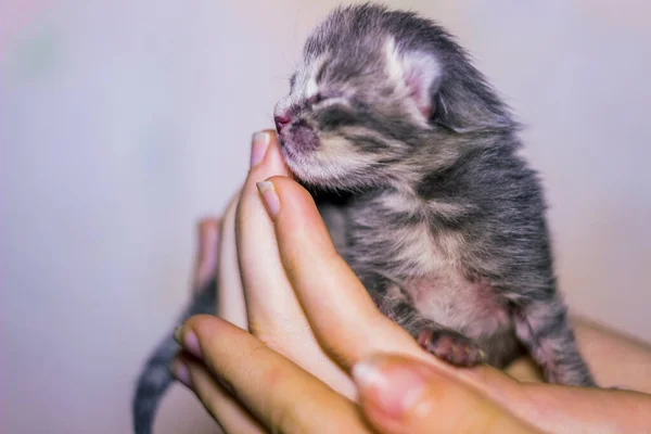 Close Cute Newborn Blind Grey Kitten Cat Human Hand — Stock Photo, Image