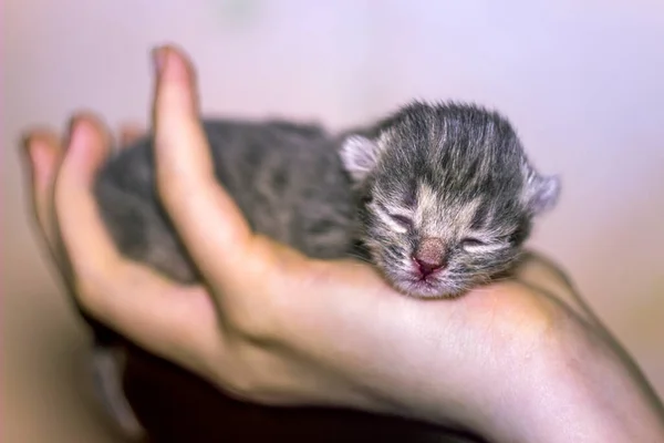 一只可爱的新生瞎眼灰猫在人类手中的特写 — 图库照片