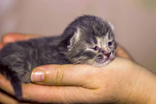 Yeni Doğmuş Şirin Kör Gri Bir Kedinin Insan Eliyle Yakın — Stok fotoğraf