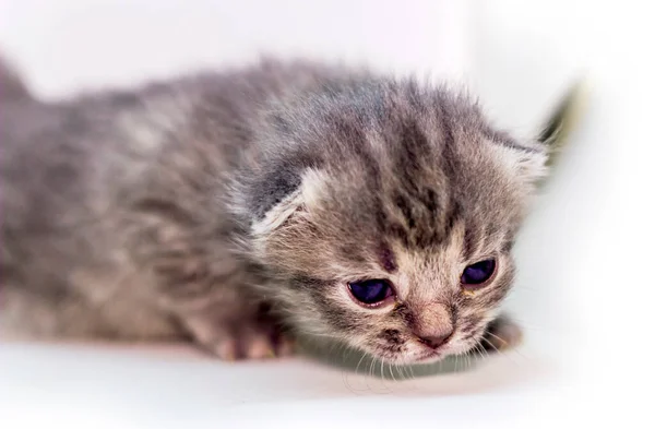 Close Gato Bonito Recém Nascido Cinza Gatinho — Fotografia de Stock