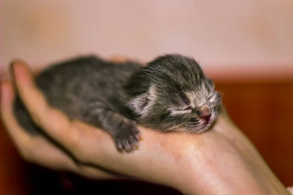 Primer Plano Lindo Recién Nacido Ciego Gato Gris Mano Humana — Foto de Stock