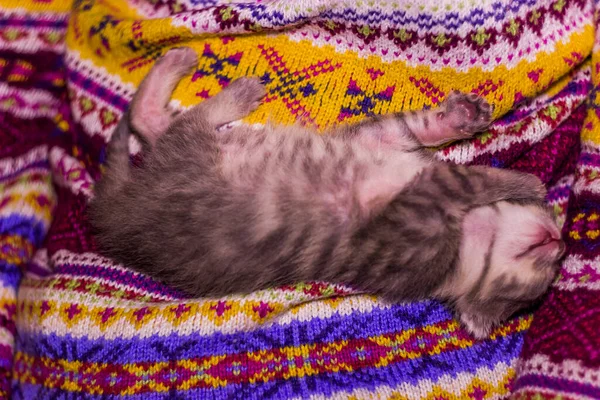 Battaniyenin Üzerinde Uyuyan Yeni Doğmuş Şirin Bir Kedi Yavrusunun Yakın — Stok fotoğraf