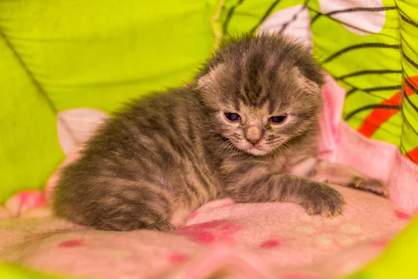 Yeni Doğmuş Şirin Gri Kedi Yavrusunun Yakın Çekimi — Stok fotoğraf