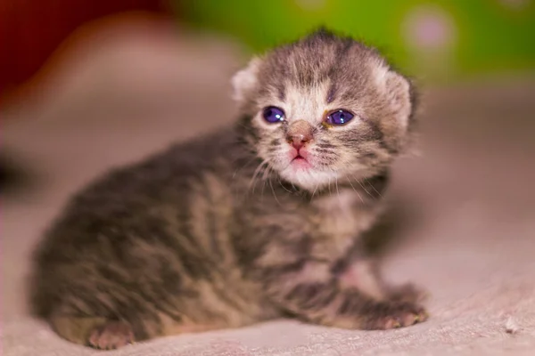 Aproape Pisică Drăguță Nou Născută Gri Pisoi — Fotografie, imagine de stoc