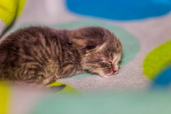 Close Cute Newborn Grey Kitten Cat Sleeping Blanket — Stock Photo, Image