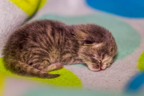 Primer Plano Lindo Gatito Gris Recién Nacido Gato Durmiendo Manta — Foto de Stock