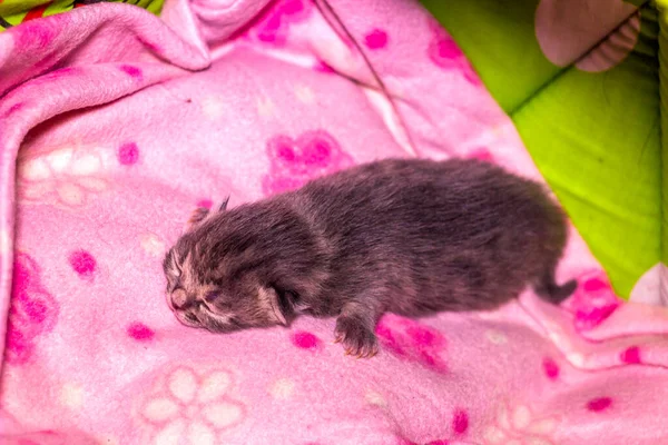 Close Cute Newborn Grey Kitten Cat Sleeping Pink Blanket — Stock Photo, Image