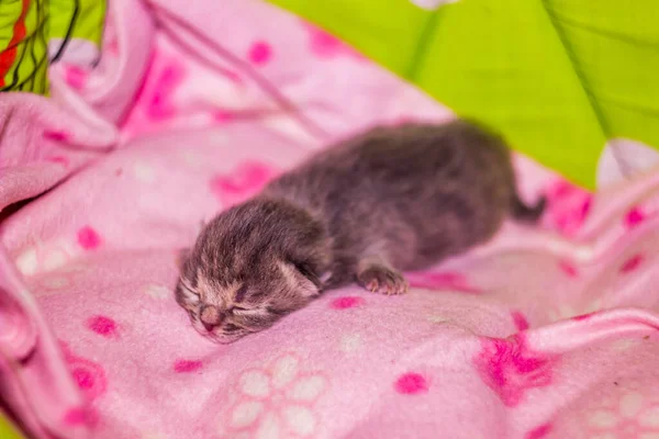 Primer Plano Lindo Gatito Gris Recién Nacido Gato Durmiendo Rosa — Foto de Stock