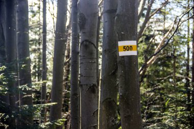 Ağaçtaki işaretin yakınında Karpatya ormanında 500 tane var.