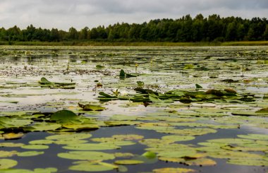 Gölde çiçek açan sarı bir nilüfer zambağı (Nuphar lutea) ve beyaz nilüfer çiçeği (Nymphaea candida) bulunur.