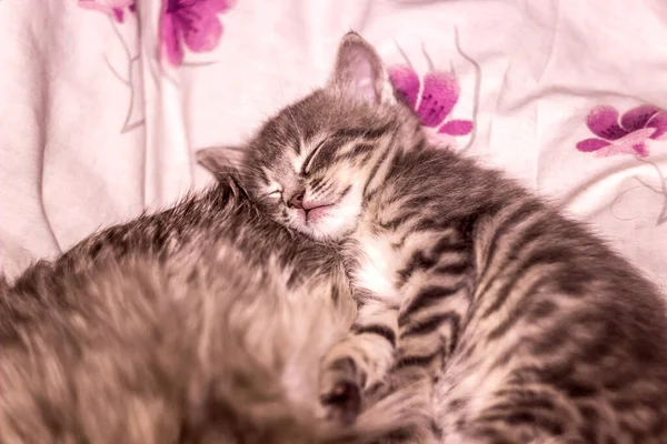 Zbliżenie Mały Słodkie Szary Kotek Sypiając Jej Matka Kot — Zdjęcie stockowe