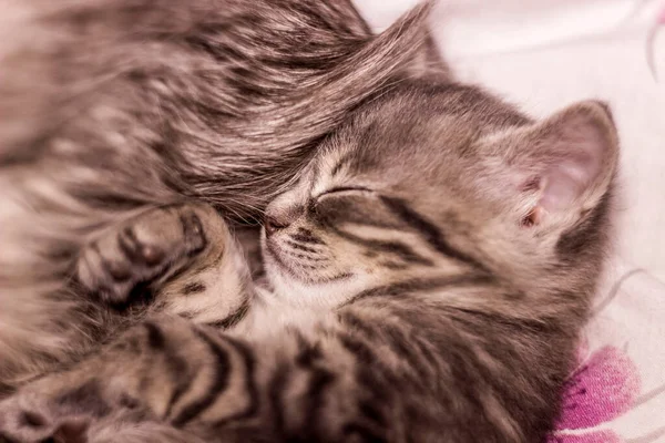 Közelkép Egy Kis Aranyos Szürke Cica Alszik Anyjával Macska — Stock Fotó