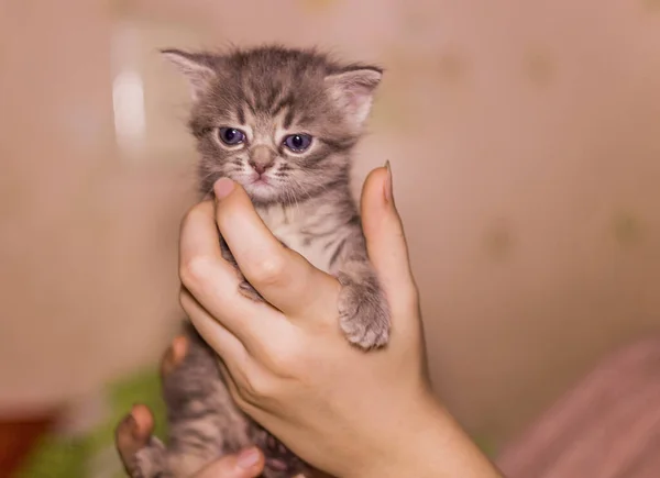 一只可爱的1个月大的灰色猫咪在人类手中的特写 — 图库照片