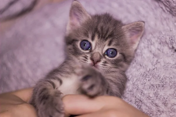 Close Cute One Month Aged Grey Kitten Cat Human Hand — Stock Photo, Image