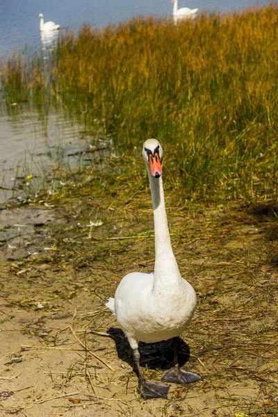 Wilder Weißer Schwan Somynets See Shatsk National Natural Park Gebiet — Stockfoto