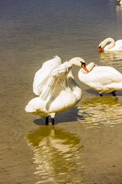 Cisnes Brancos Selvagens Lago Somynets Parque Natural Nacional Shatsk Região — Fotografia de Stock