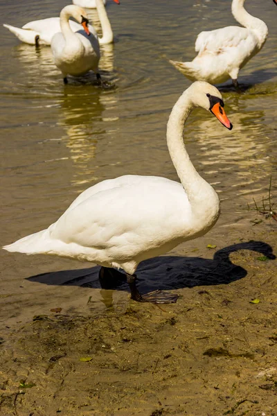 Wilde Weiße Schwäne Somynets See Shatsk National Natural Park Gebiet — Stockfoto