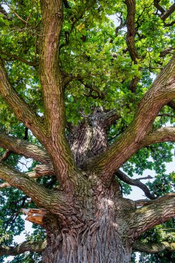 Aşağıdan görünen çok büyük bir meşe ağacının yakın çekimi.