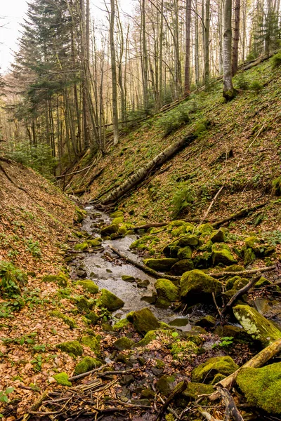 Liten Skogsflod Med Branta Stränder Ukrainsk Karpatisk Skog Nationalpark Skolivski — Stockfoto