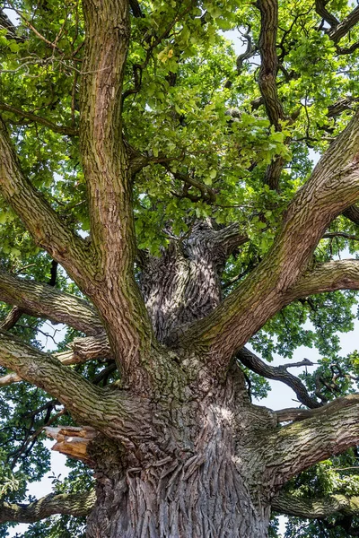 Close Very Big Old Oak Tree Seen — Stock Photo, Image