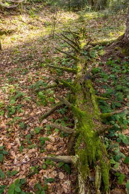 Ormanın derinliklerinde yosunla kaplanmış bir filiz ağacı gövdesi, ulusal park Skolivski beskidy, Lviv bölgesi, Ukrayna