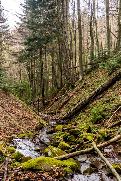 Pequeño Río Forestal Con Riberas Escarpadas Bosque Los Cárpatos Ucrania — Foto de Stock