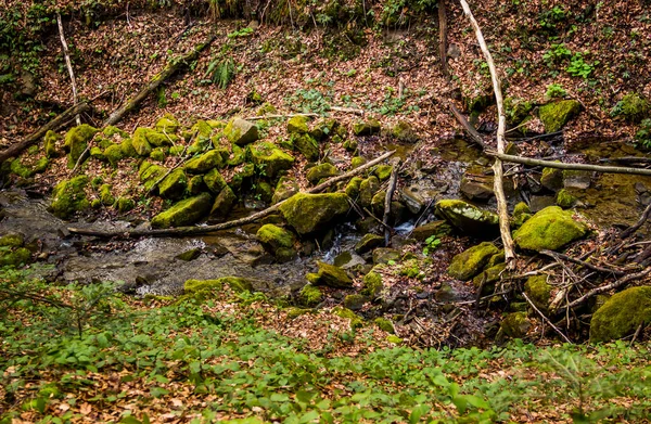 Маленька Лісова Річка Крутими Берегами Українському Карпатському Лісі Національний Парк — стокове фото