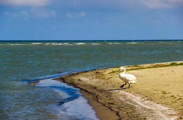 Wilder Weißer Schwan Donaudelta Der Nähe Von Null Kilometern Vilkove — Stockfoto