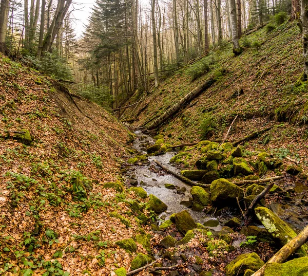 Liten Skogsflod Med Branta Stränder Ukrainsk Karpatisk Skog Nationalpark Skolivski — Stockfoto