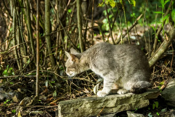 Κοντινό Πλάνο Γκρίζας Θηλυκής Γάτας Στη Φύση — Φωτογραφία Αρχείου