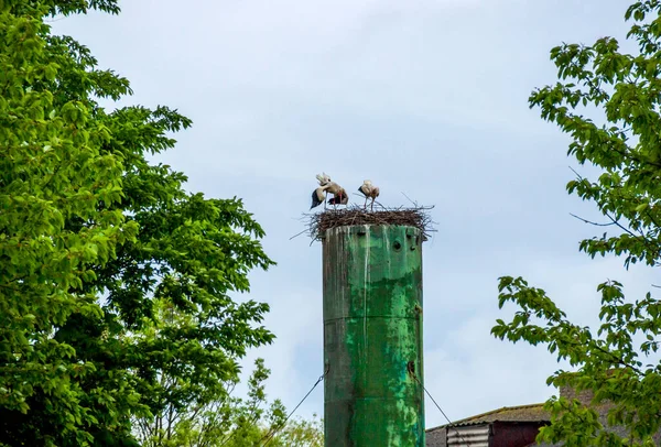 Dva Bílí Čápi Ciconia Ciconia Hnízdě Vrcholu Vodní Věže Ukrajinské — Stock fotografie