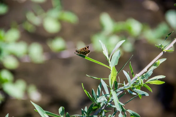 Крупный План Маленькой Коричневой Желтой Бабочки Вершине Зеленого Растения — стоковое фото