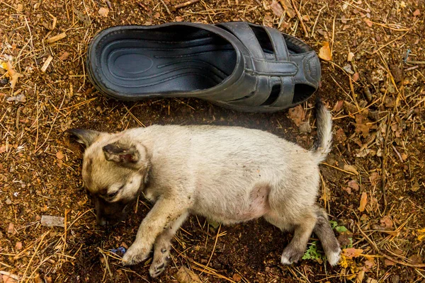 Primer Plano Pequeño Cachorro Encuentra Suelo Cerca Una Zapatilla Goma — Foto de Stock