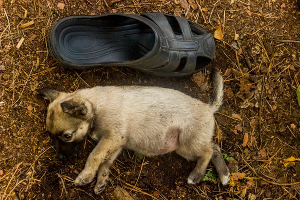 Close Small Puppy Lies Ground Rubber Slipper — Stock Photo, Image