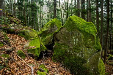 Ukrayna Karpatlar 'da yosun kaplı büyük bir taş, ulusal park Skolivski beskidy, Lviv bölgesi, Ukrayna  