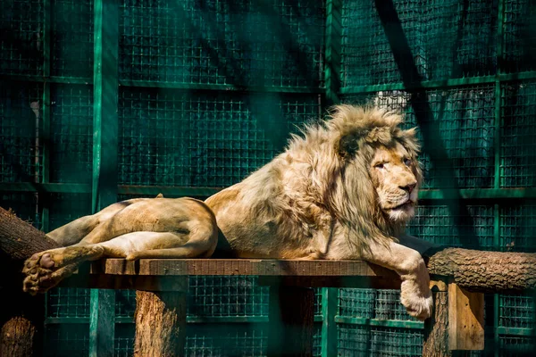 close-up of a big lion (Panthera leo) laying on cage at the zoo