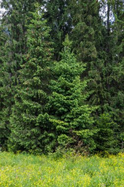 Karpatya 'daki ormanın yakınındaki bazı ladin ağaçları, Skole Beskids Ulusal Doğa Parkı, Ukrayna' nın Lviv Bölgesi 