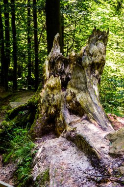 Ormandaki büyük kuru bir kütüğe yakın çekim.