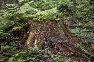 Geniş, eski bir ladin kütüğünün yakın çekimi ormandaki yosunlarla kaplıdır.