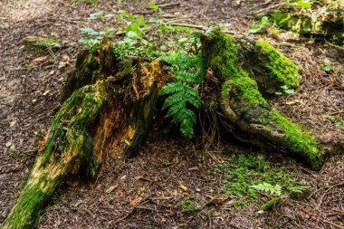 Geniş, eski bir ladin kütüğünün yakın çekimi ormandaki yosunlarla kaplıdır.
